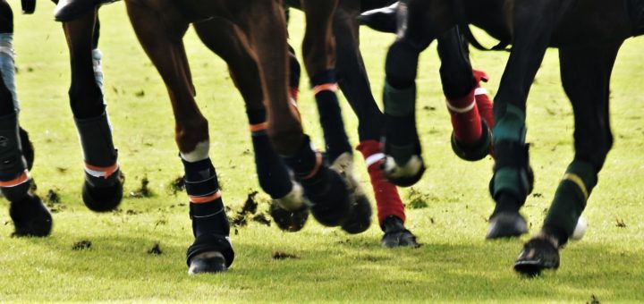 horsesports
