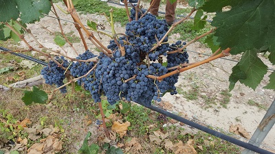 a bunch of blue grapes on a vine description auto